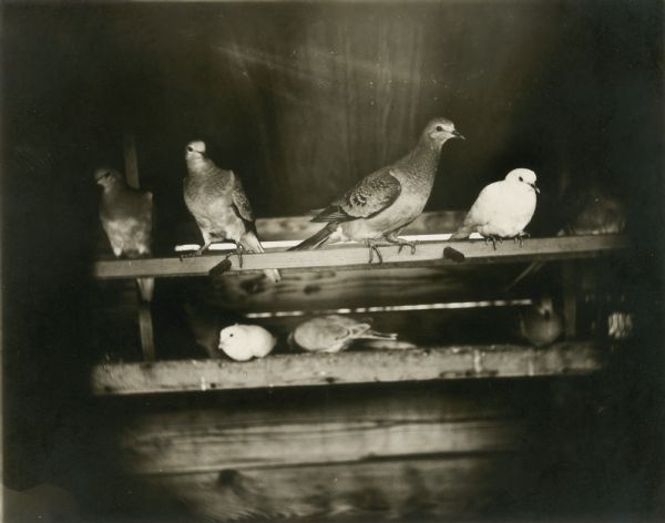 passenger-pigeons