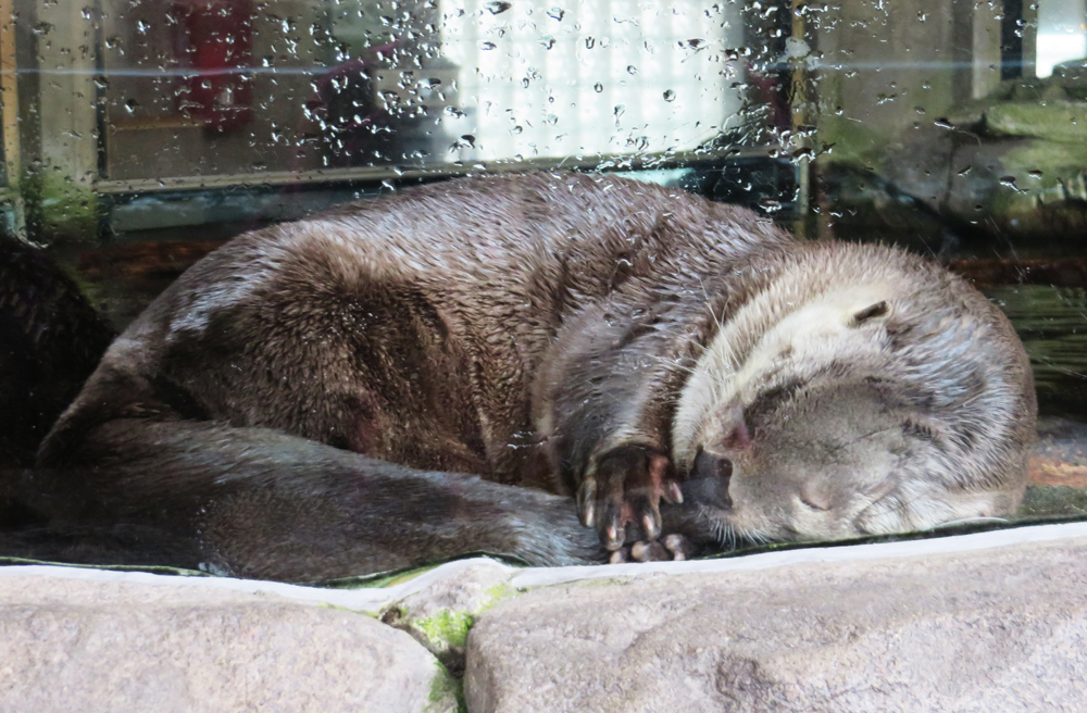 Napping otter SUCKLING ITS TAIL.
