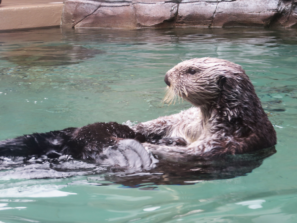 OTTER! This dude was somersaulting and scrubbing his tail as he did. OTTER BATH.