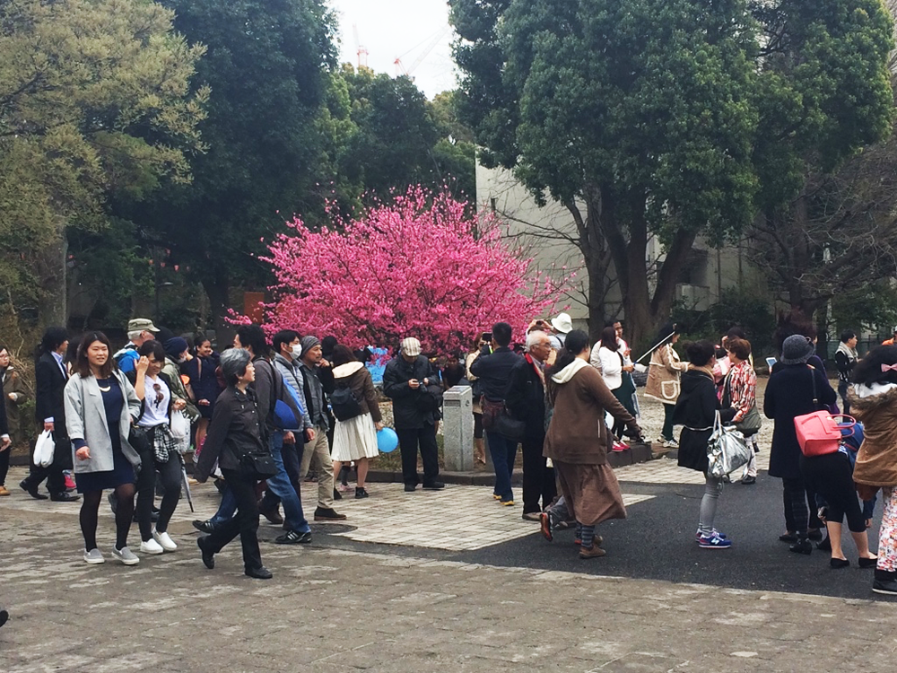 Selfie-ridden red bud tree in Tokyo's Ueno Park