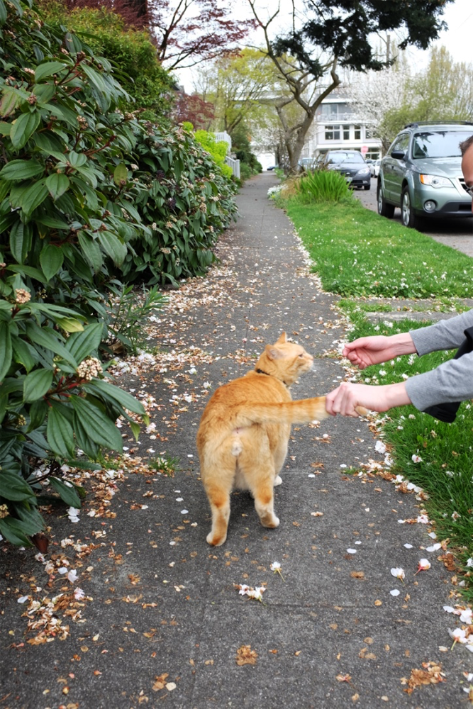 Street kitty in Ravenna