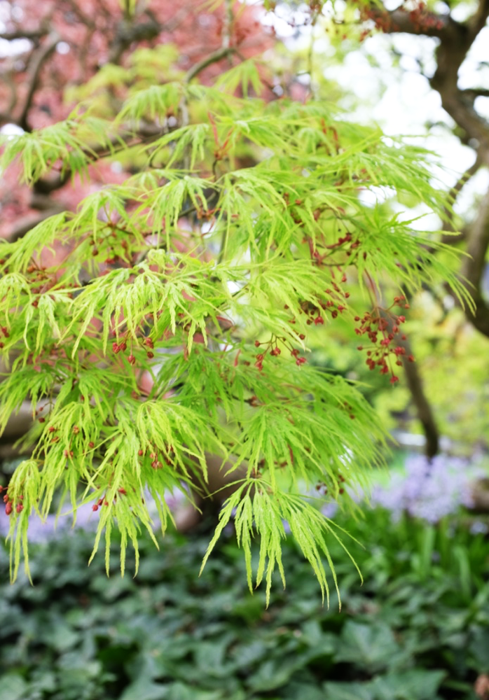 More Japanese Maples