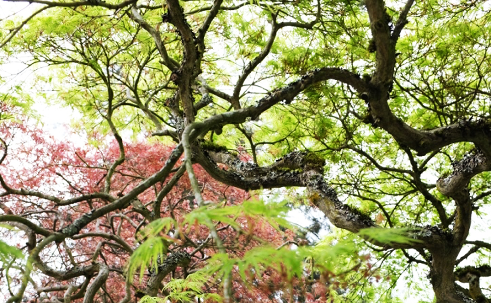 Japanese Maples in Ravenna in Seattle