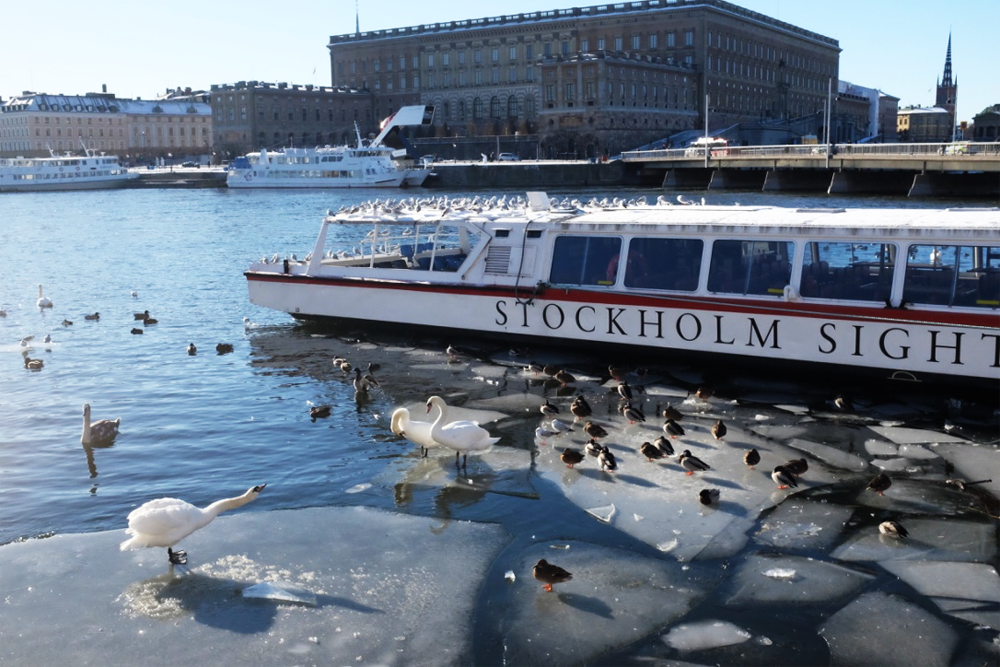 Stockholm Harbor, a boat, and swans on ice