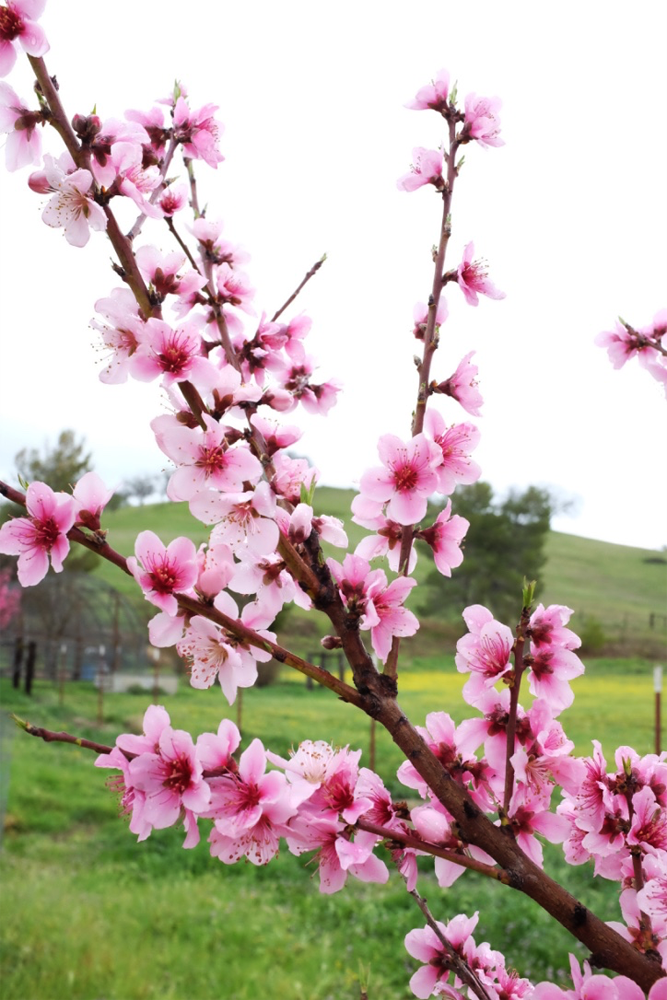 Young plum blossoms at a farm in Santa Margarita, California