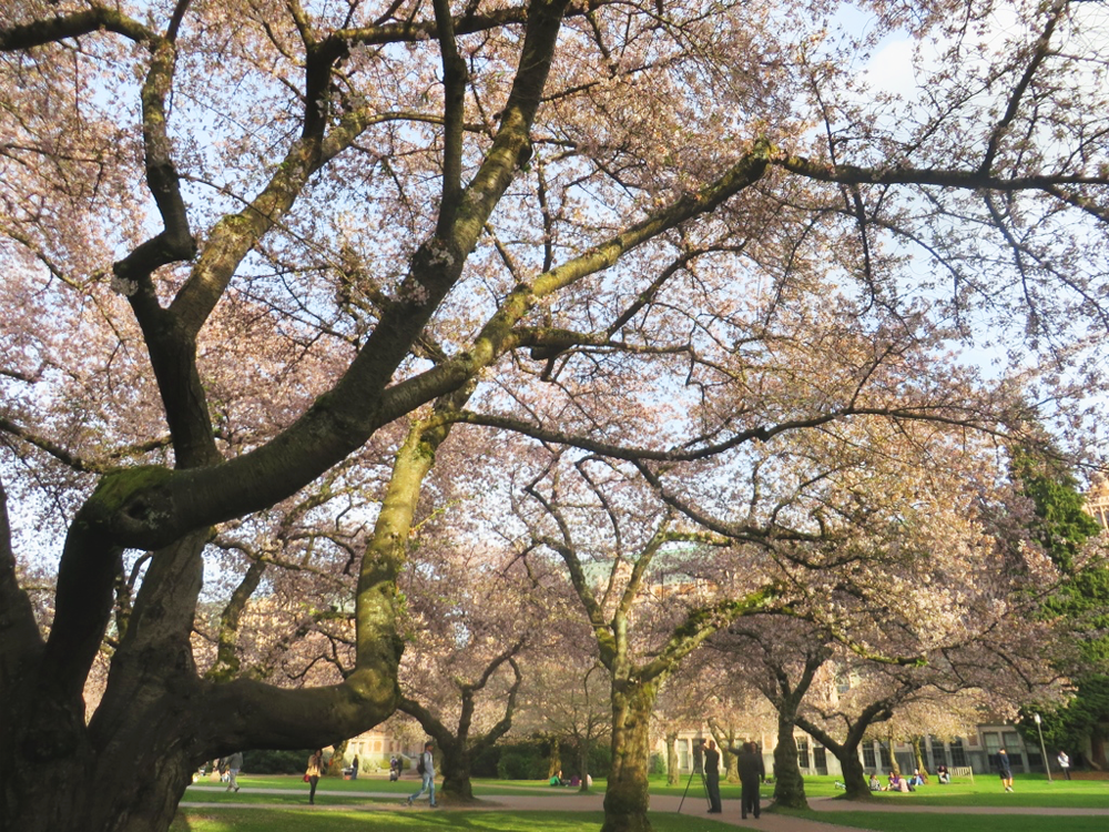 University of Washington quad and blooming cherry blossom trees