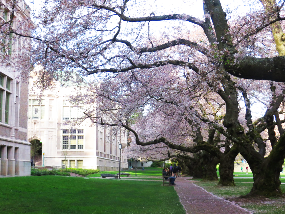 Cherry blossoms and a path on the University of Washington campus