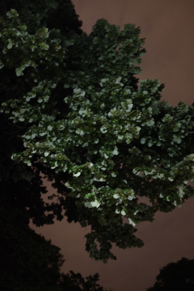 Long exposure of a tree and purple-brown sky