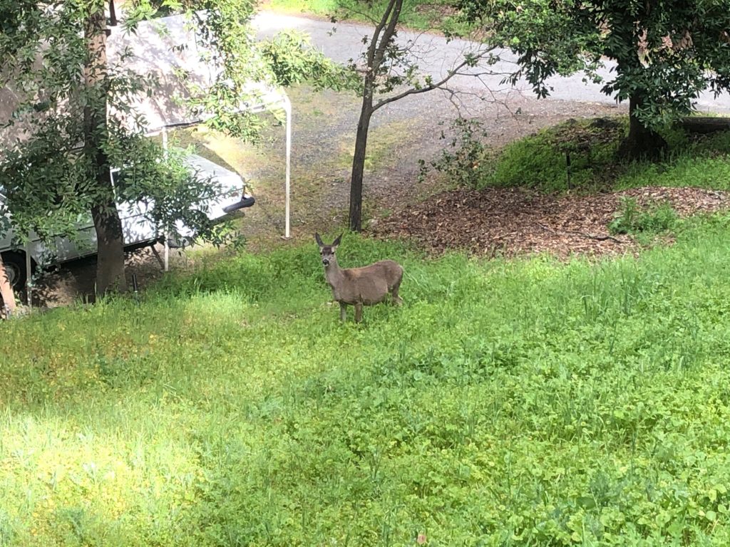 a deer looking at the camera on a grassy hillside