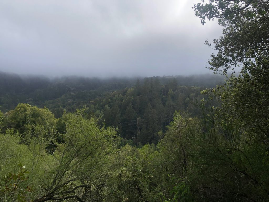 fog over a wooded valley