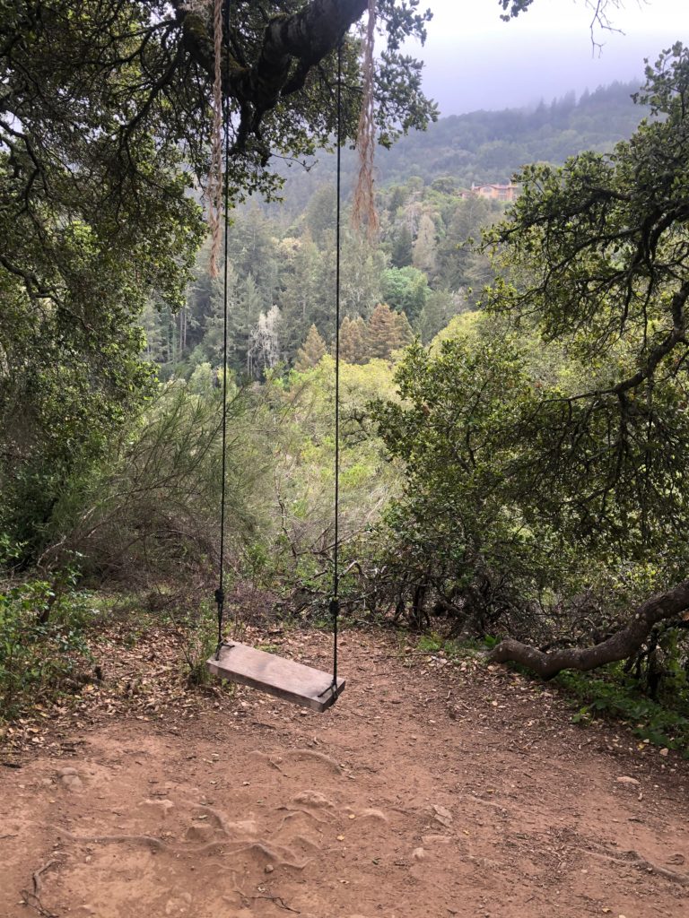 A swing hanging from a branch in front of a verdant wooded valley