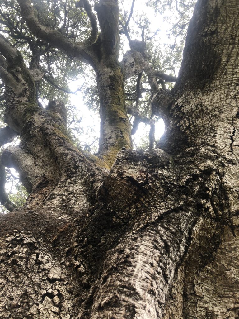 looking up the trunk of an old, gnarled tree