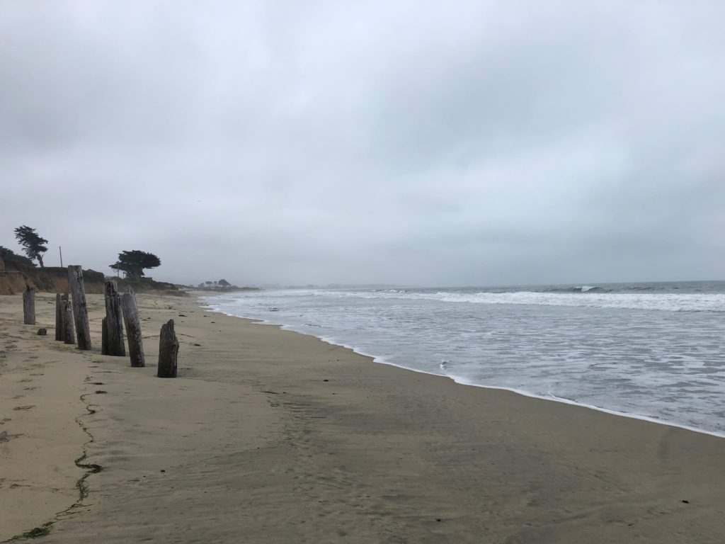 the shore of Half Moon Bay, sand meeting water with some standing driftwood