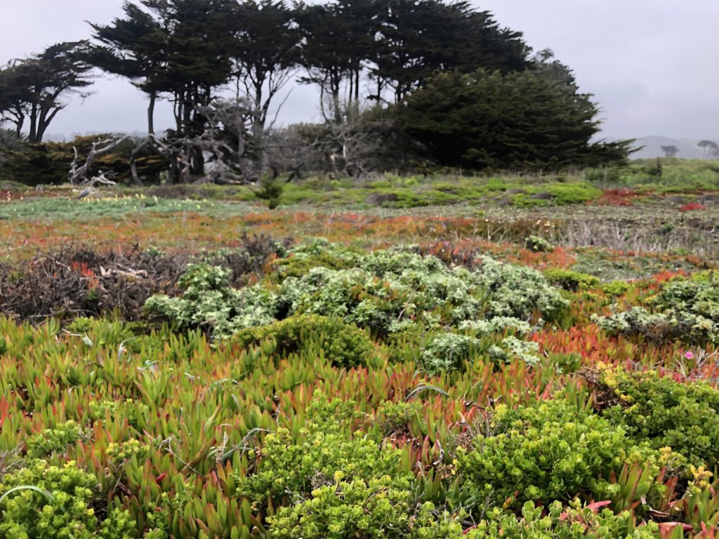 brightly colored coastal plants above Half Moon Bay Beach's shore