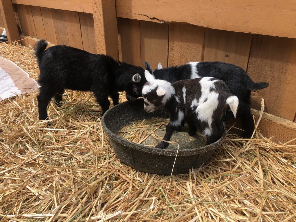 three tiny black and white goats on hay next to a fence