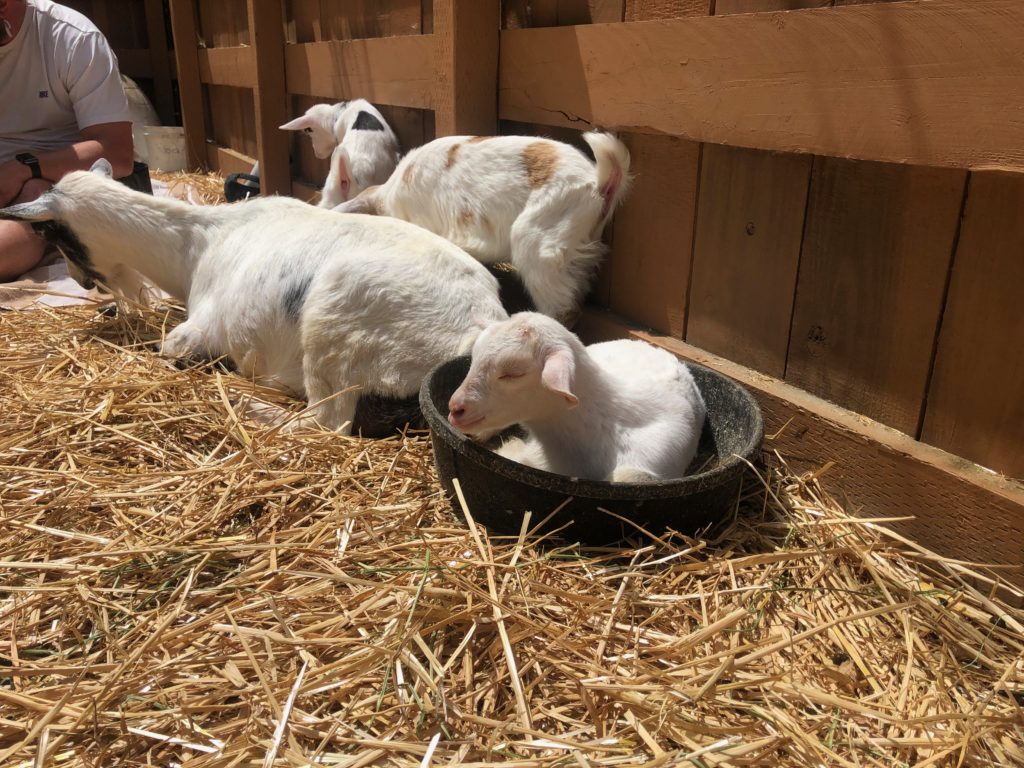 four young goats, one sitting in an empty food bowl, eyes closed and looking blissed out
