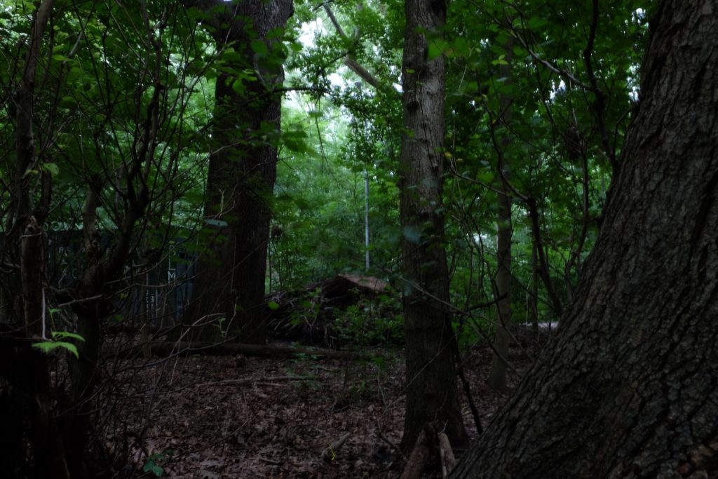 a dimly lit scene of the woods