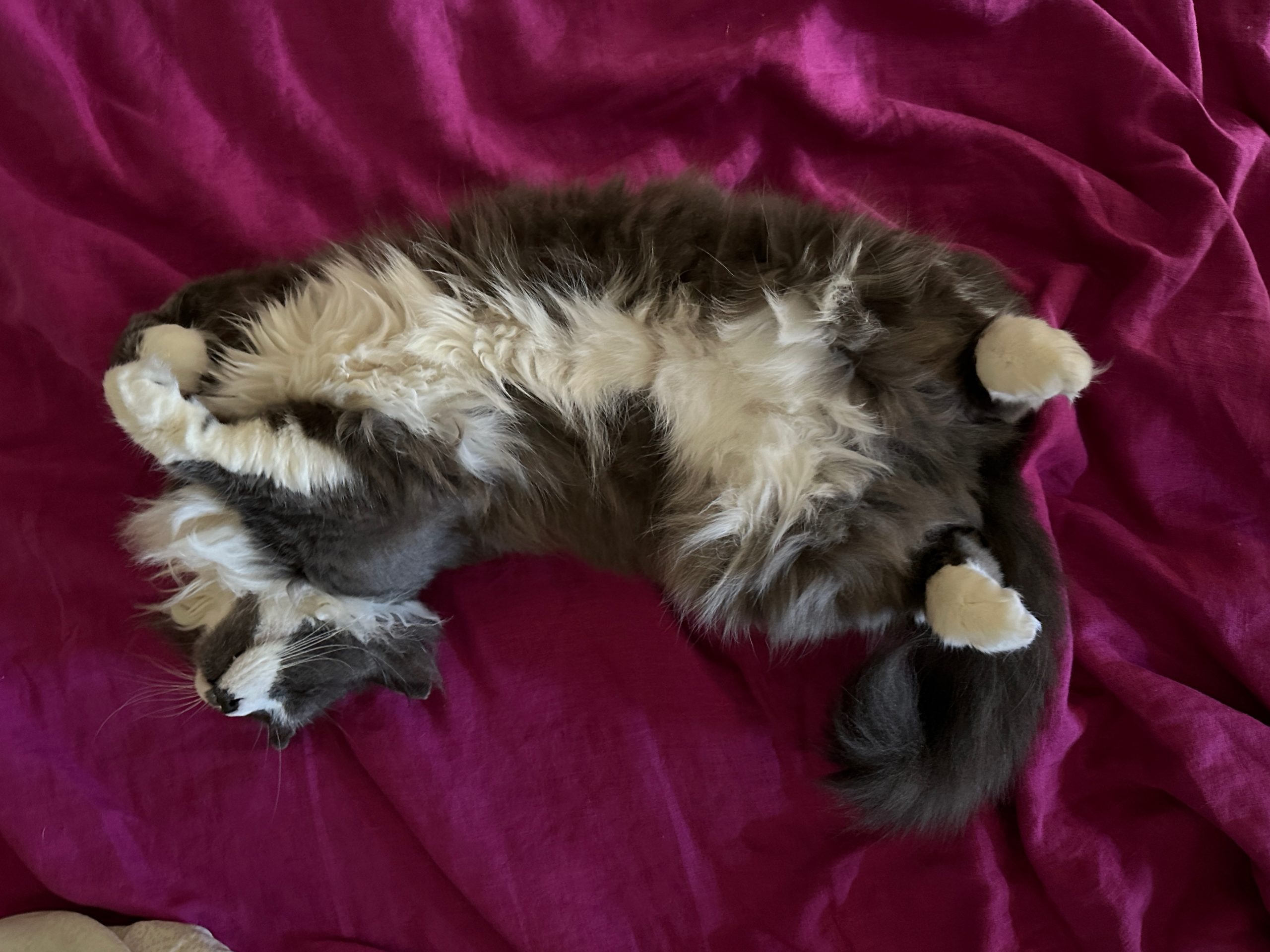 A fluffy grey-and-white-cat, sprawled belly-up on a magenta bedspread